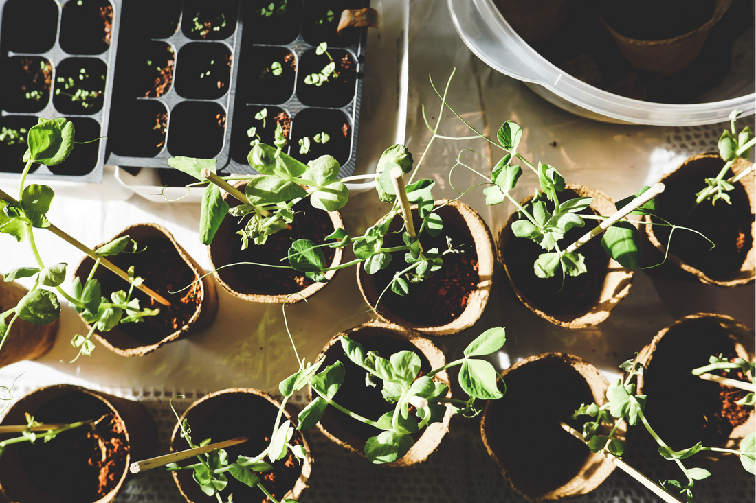 are vegan phytoactives effective for hair growth